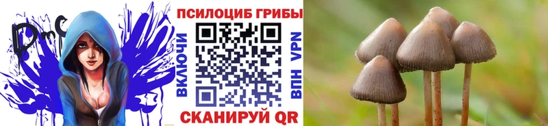 Галлюциногенные грибы Psilocybe Темников